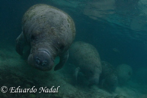 manatee by Eduardo Nadal 